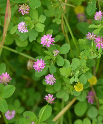 Fotografia de capa Trifolium resupinatum - do Jardim Botânico