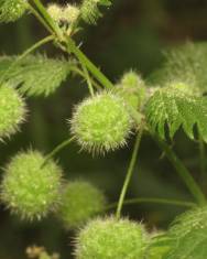 Fotografia da espécie Urtica pilulifera