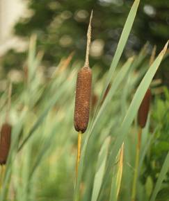 Fotografia da espécie Typha latifolia