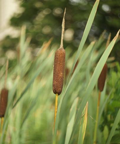 Fotografia de capa Typha latifolia - do Jardim Botânico