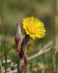 Fotografia da espécie Tussilago farfara