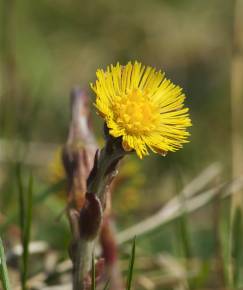 Fotografia da espécie Tussilago farfara