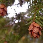 Fotografia 12 da espécie Tsuga heterophylla do Jardim Botânico UTAD