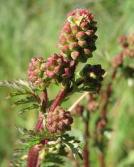 Fotografia da espécie Sanguisorba minor subesp. minor