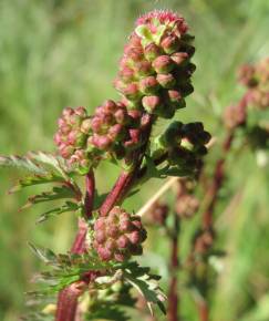 Fotografia da espécie Sanguisorba minor