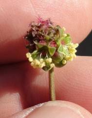 Sanguisorba verrucosa