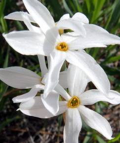 Fotografia da espécie Narcissus serotinus