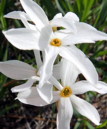 Fotografia de capa Narcissus serotinus - do Jardim Botânico
