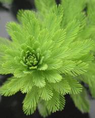 Fotografia da espécie Myriophyllum aquaticum