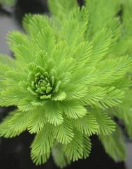 Myriophyllum aquaticum