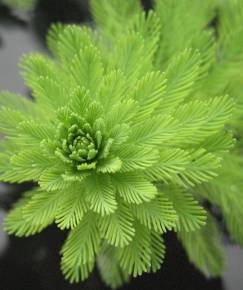 Fotografia da espécie Myriophyllum aquaticum