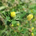 Fotografia 13 da espécie Medicago lupulina do Jardim Botânico UTAD