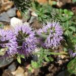 Fotografia 3 da espécie Mentha pulegium do Jardim Botânico UTAD