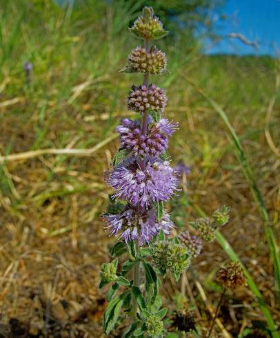 Fotografia de capa Mentha pulegium - do Jardim Botânico