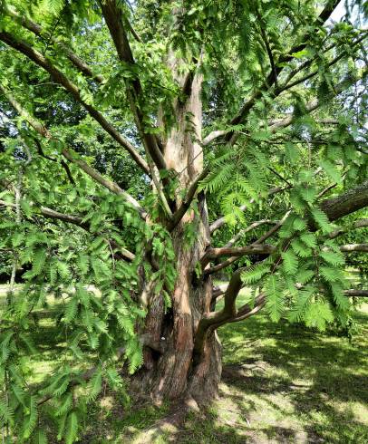 Fotografia de capa Metasequoia glyptostroboides - do Jardim Botânico