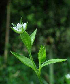 Fotografia da espécie Moehringia trinervia