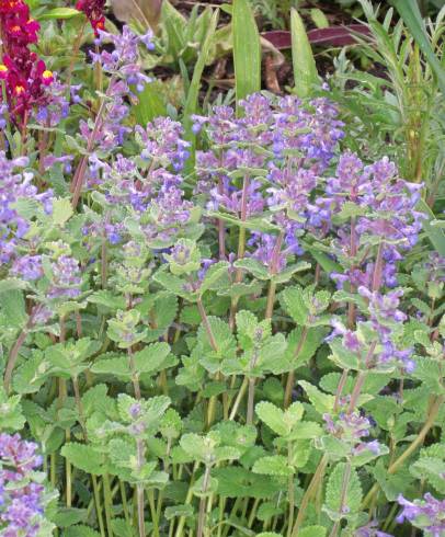 Fotografia de capa Nepeta x faassenii - do Jardim Botânico