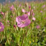 Fotografia 6 da espécie Oenothera rosea do Jardim Botânico UTAD