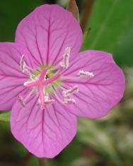 Fotografia da espécie Oenothera rosea