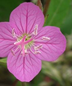 Fotografia da espécie Oenothera rosea