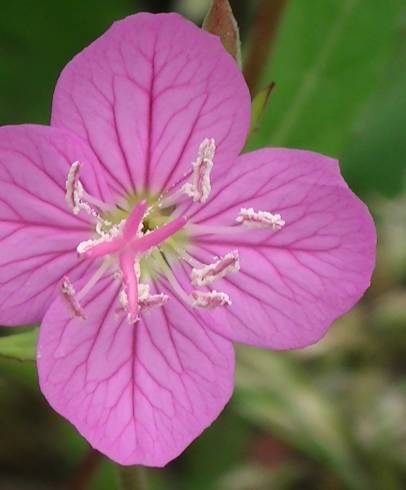 Fotografia de capa Oenothera rosea - do Jardim Botânico