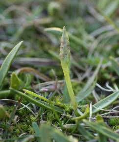 Fotografia da espécie Ophioglossum lusitanicum