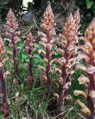 Fotografia da espécie Orobanche hederae