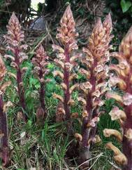 Orobanche hederae