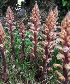 Fotografia da espécie Orobanche hederae