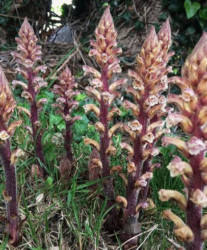 Fotografia de capa Orobanche hederae - do Jardim Botânico