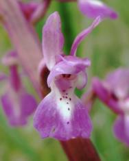 Fotografia da espécie Orchis mascula subesp. laxifloriformis