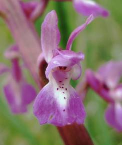 Fotografia da espécie Orchis mascula