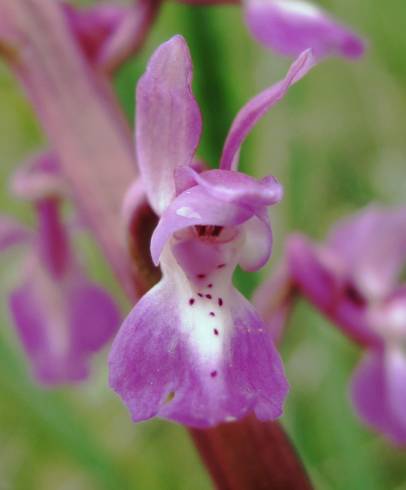 Fotografia de capa Orchis mascula subesp. laxifloriformis - do Jardim Botânico