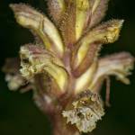 Fotografia 9 da espécie Orobanche hederae do Jardim Botânico UTAD