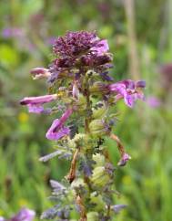 Pedicularis palustris