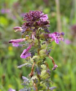 Fotografia da espécie Pedicularis palustris