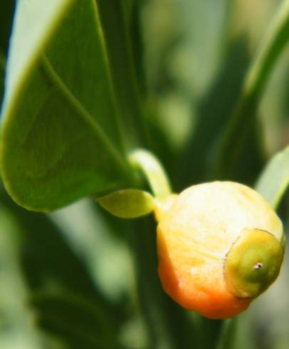 Fotografia de capa Osyris lanceolata - do Jardim Botânico