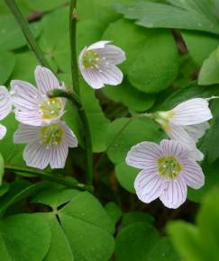 Fotografia da espécie Oxalis acetosella