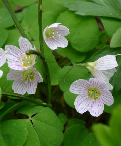 Fotografia de capa Oxalis acetosella - do Jardim Botânico