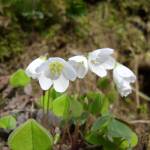 Fotografia 9 da espécie Oxalis acetosella do Jardim Botânico UTAD