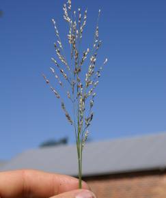 Fotografia da espécie Panicum repens