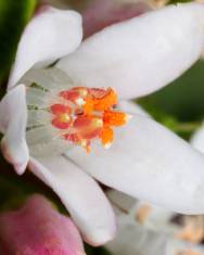 Fotografia da espécie Philotheca myoporoides