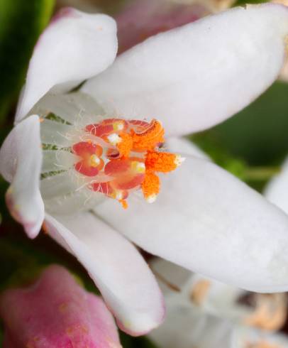 Fotografia de capa Philotheca myoporoides - do Jardim Botânico