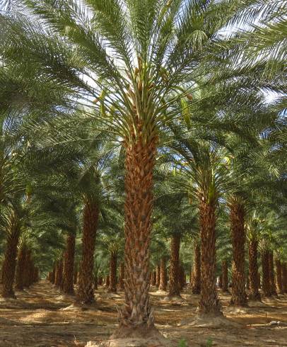 Fotografia de capa Phoenix dactylifera - do Jardim Botânico