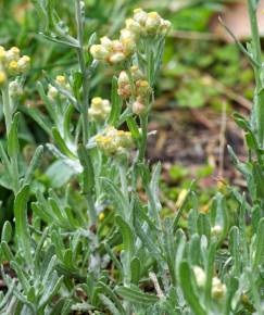 Fotografia da espécie Helichrysum luteoalbum