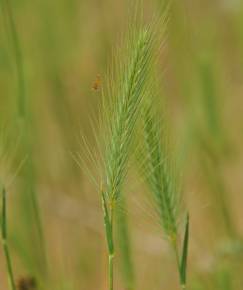 Fotografia da espécie Hordeum geniculatum