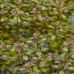 Fotografia 5 da espécie Ludwigia palustris do Jardim Botânico UTAD