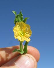 Fotografia da espécie Oenothera indecora subesp. bonariensis