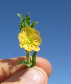 Fotografia da espécie Oenothera indecora