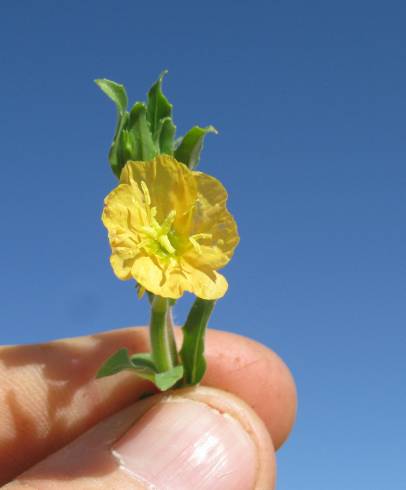 Fotografia de capa Oenothera indecora subesp. bonariensis - do Jardim Botânico